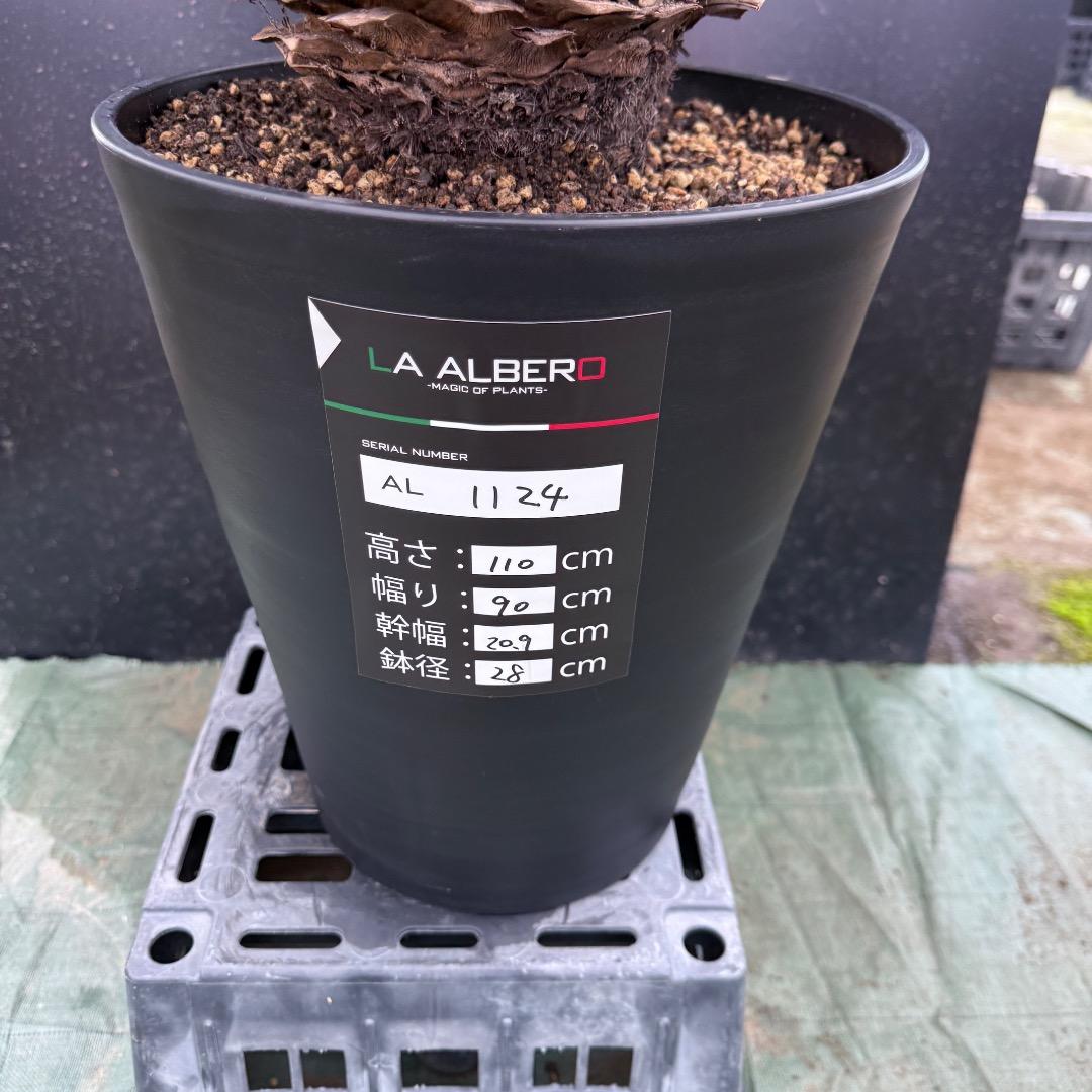 K*o様 【AL1124】ユッカ　リギダ　超極太