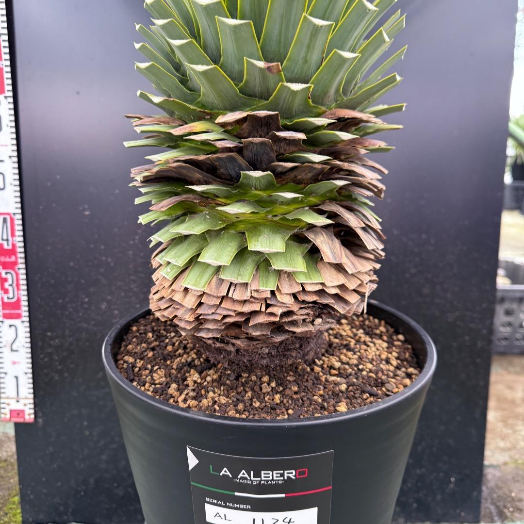 K*o様 【AL1124】ユッカ　リギダ　超極太