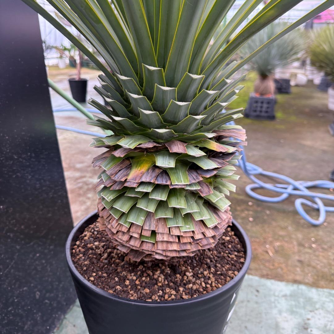 K*o様 【AL1124】ユッカ　リギダ　超極太