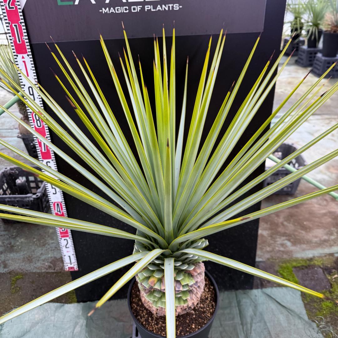 K*o様 【AL1124】ユッカ　リギダ　超極太