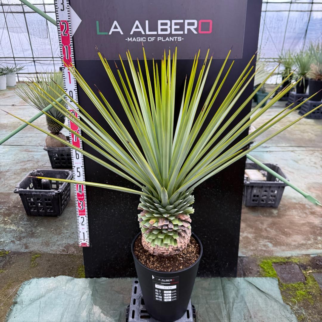 K*o様 【AL1124】ユッカ　リギダ　超極太