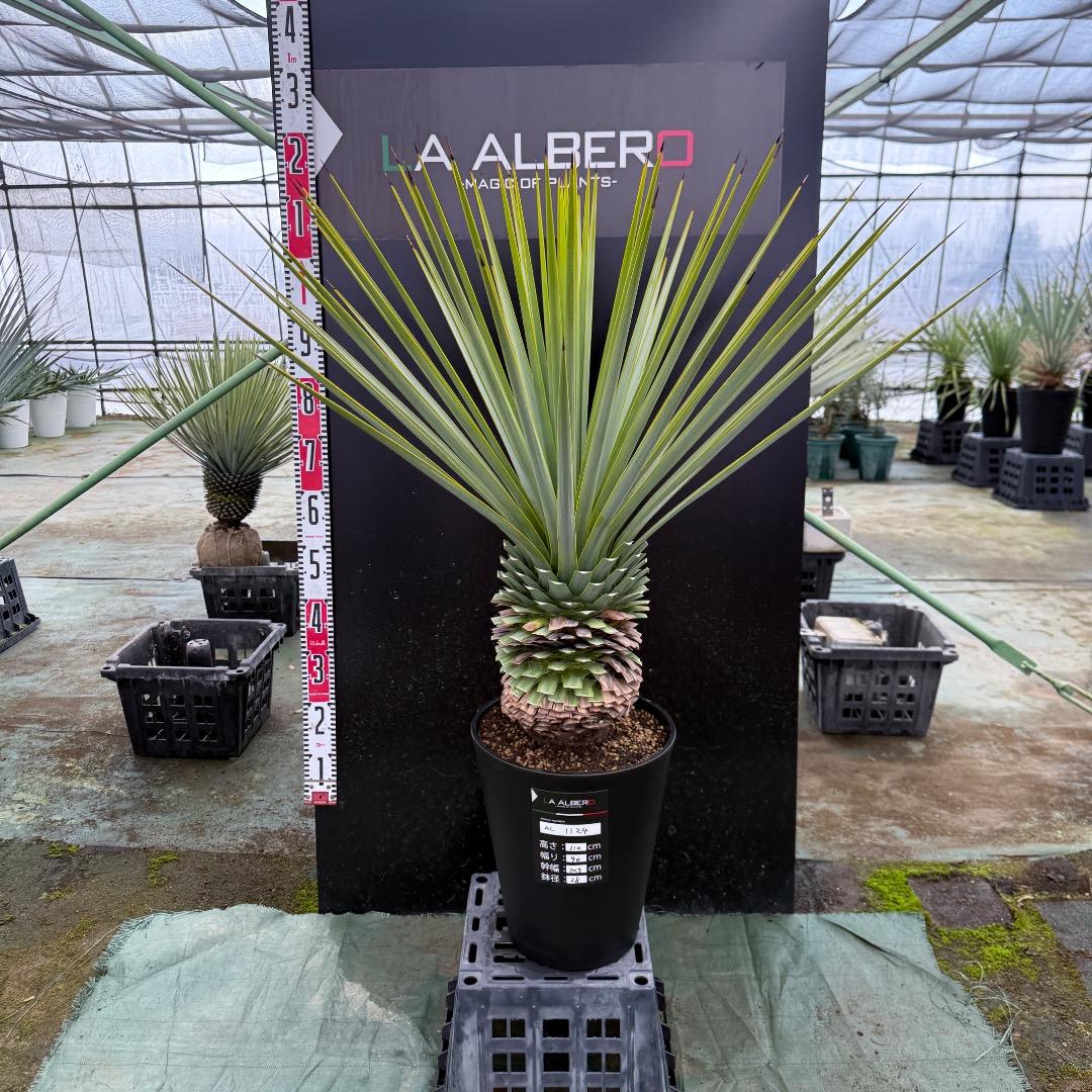 K*o様 【AL1124】ユッカ　リギダ　超極太