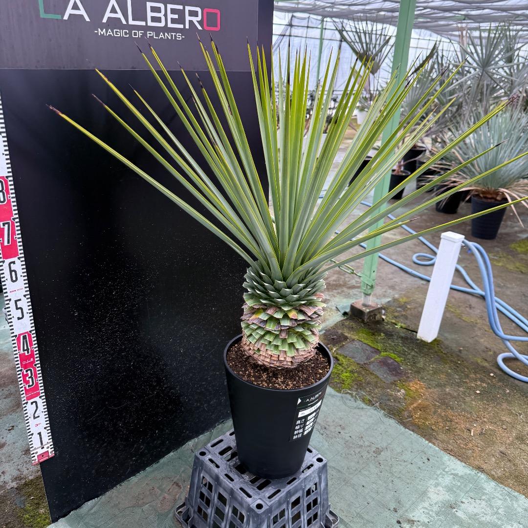 K*o様 【AL1124】ユッカ　リギダ　超極太