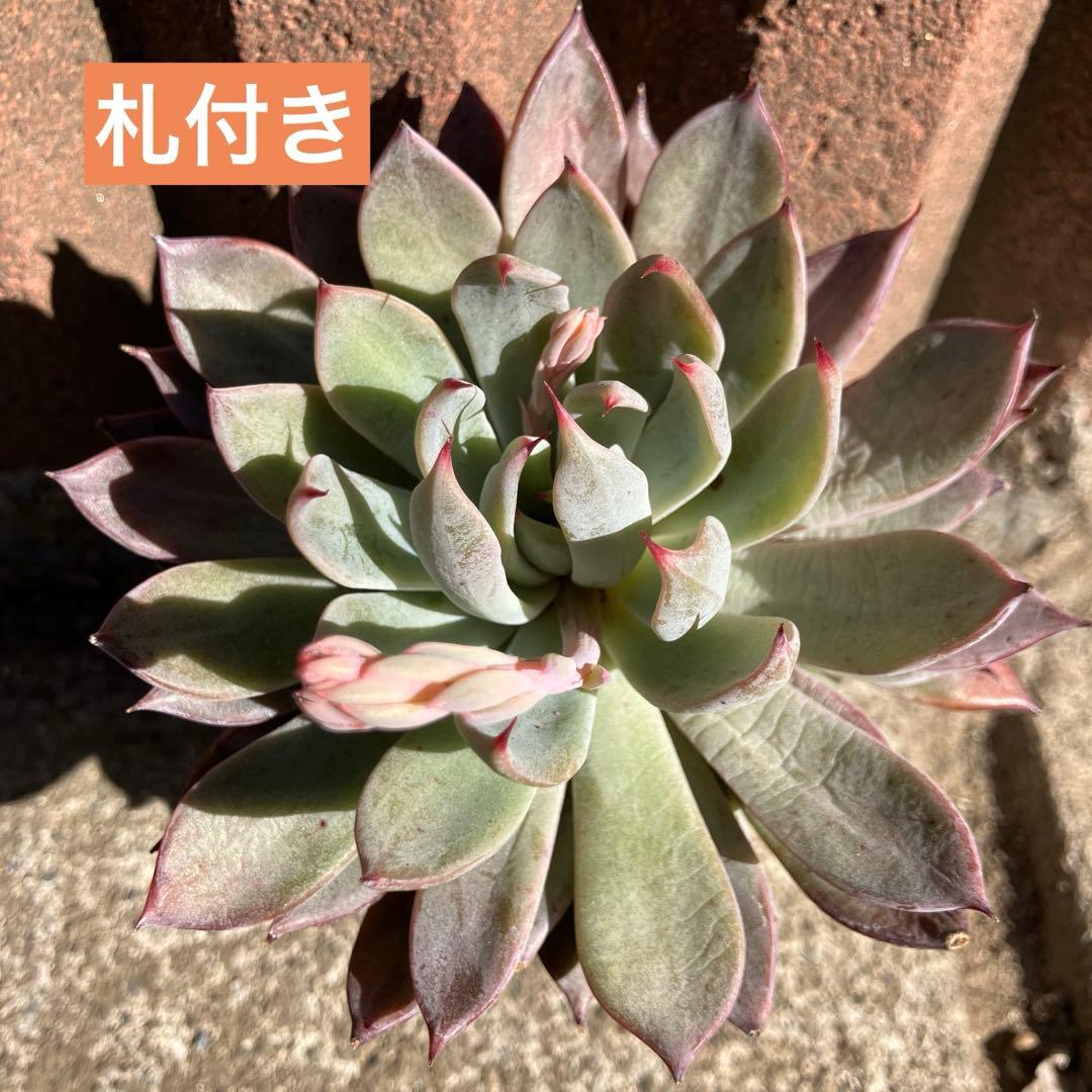 札付き】 ブランディティ×ザラゴーサspノバ オーズさん苗 - メルカリ