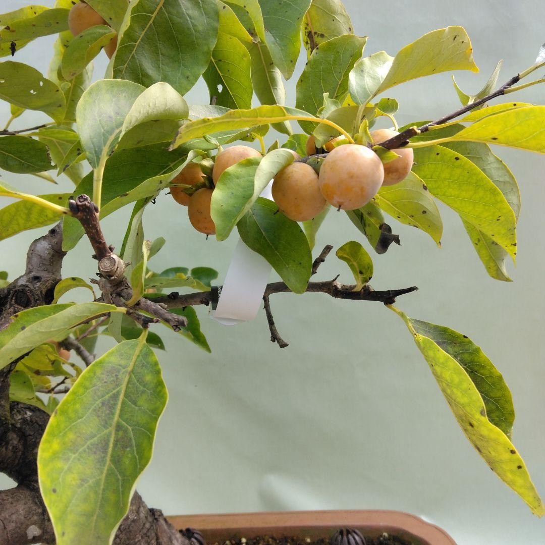 信濃柿（豆柿)大品盆栽です。実なり。黒松、赤松、五葉松盆栽 引き取り限定