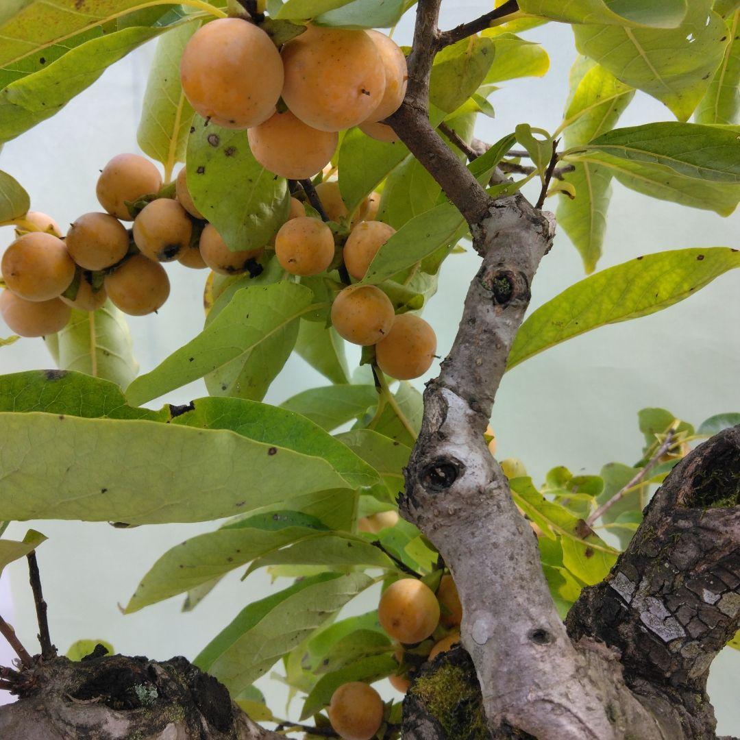 信濃柿（豆柿)大品盆栽です。実なり。黒松、赤松、五葉松盆栽 引き取り限定