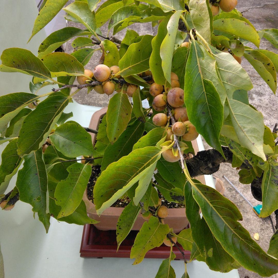 信濃柿（豆柿)大品盆栽です。実なり。黒松、赤松、五葉松盆栽 引き取り限定