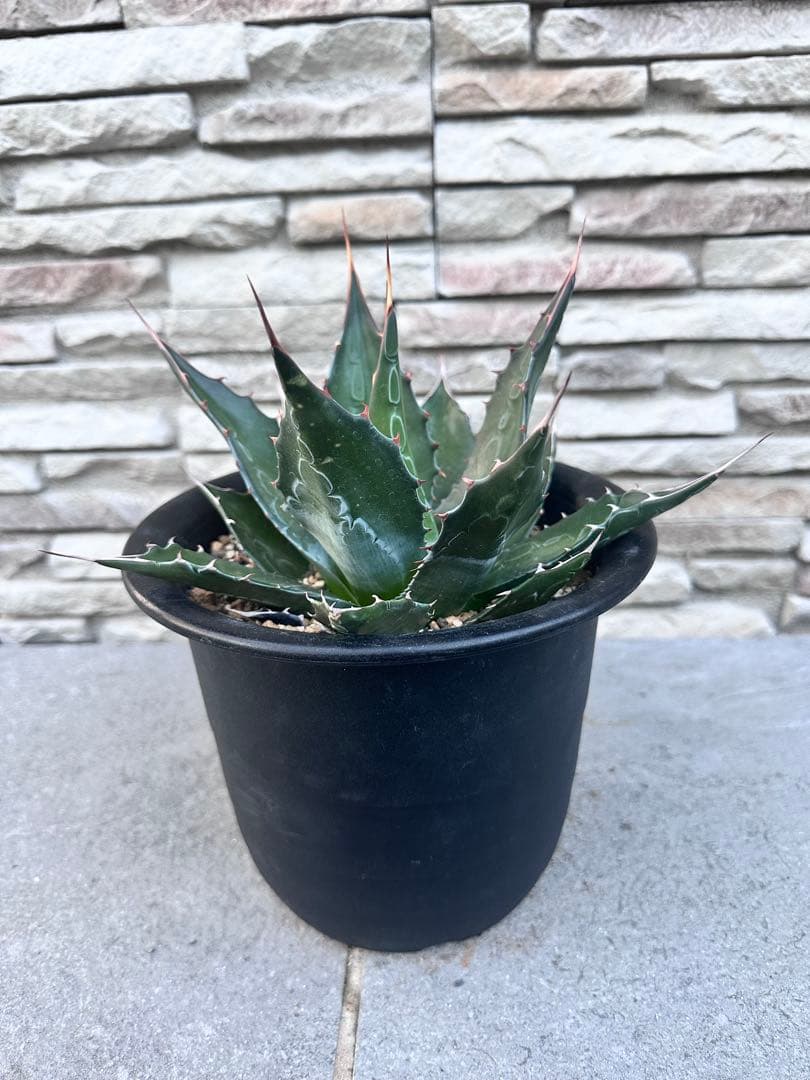 様子-K寒冷地国内実生　アガベ　モンタナ　低重心　トランカータ