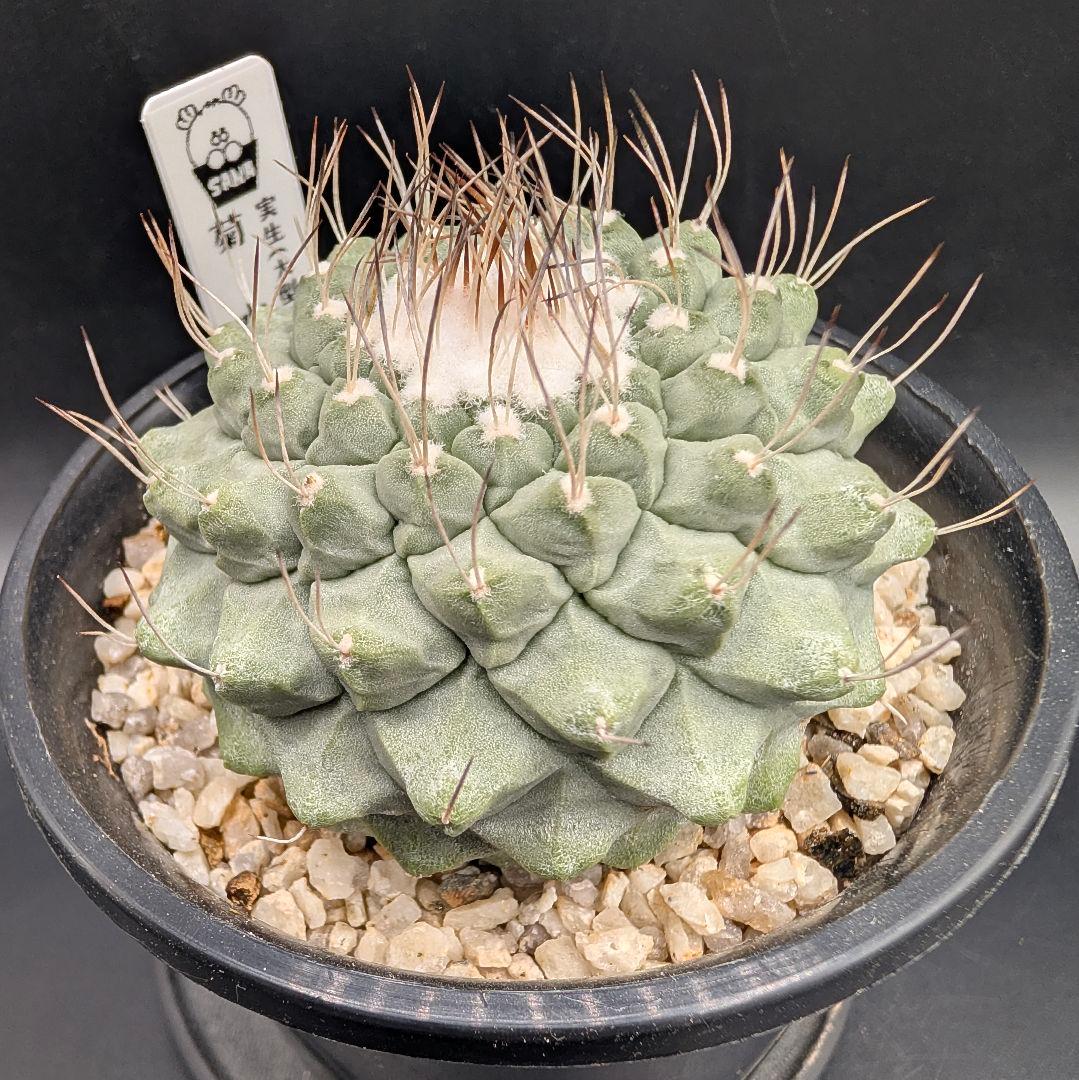 k*i様 C 菊水 大型タイプ 実生 美株 鉢植えメルカリ便送料込み