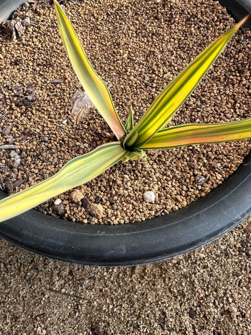 希少 ユッカ グロリオサ ライジングサン 錦斑