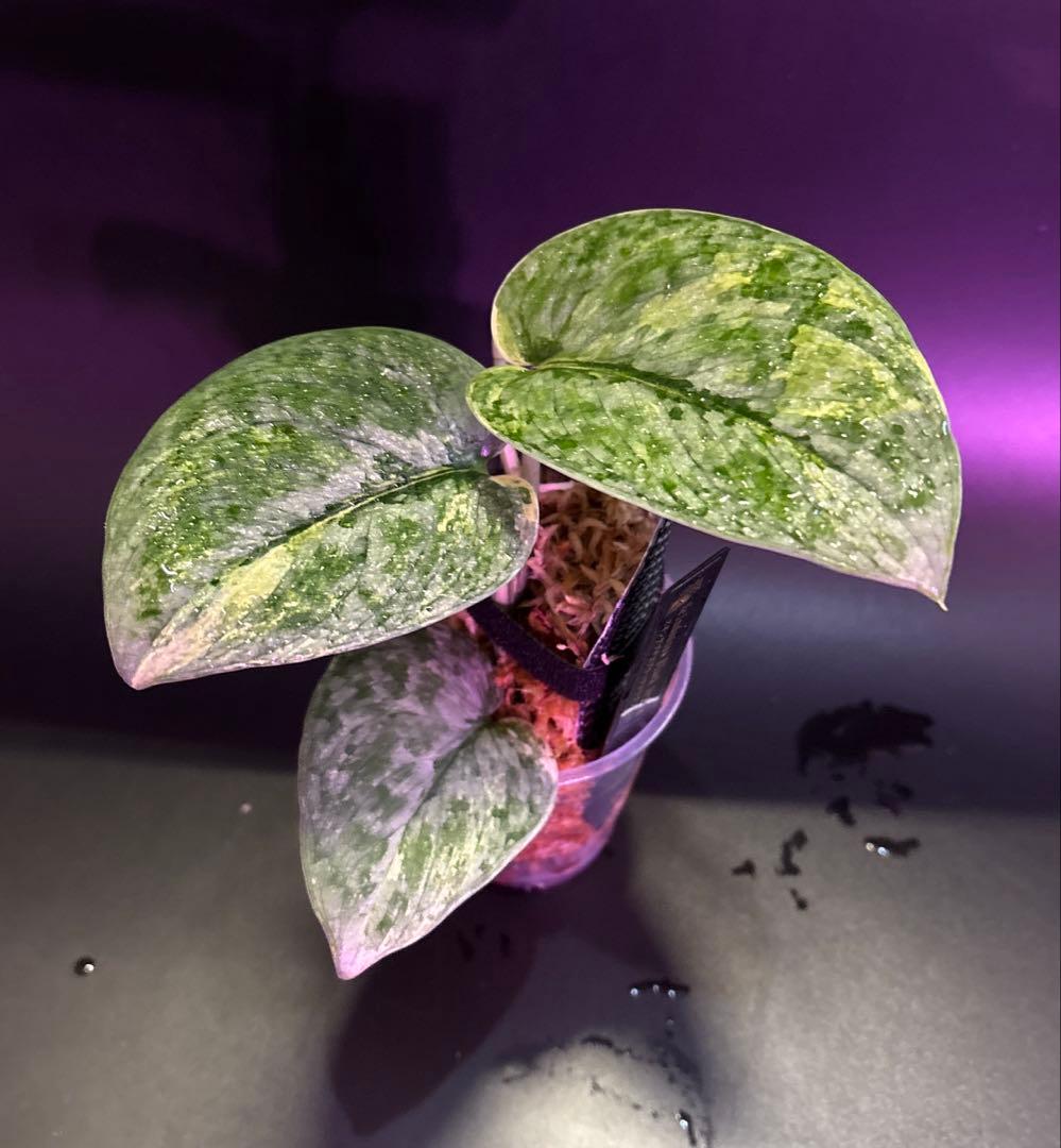 スキンダプサス 綺麗な斑入り セット F1