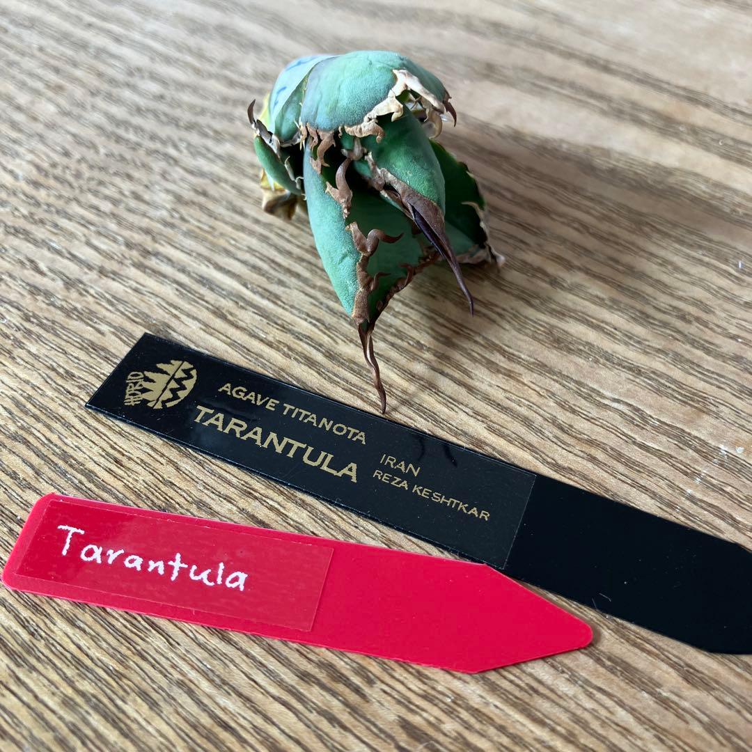 匿名配送【初売り】⑤REZA産　イラン　アガベ　Tarantula タランチュラ
