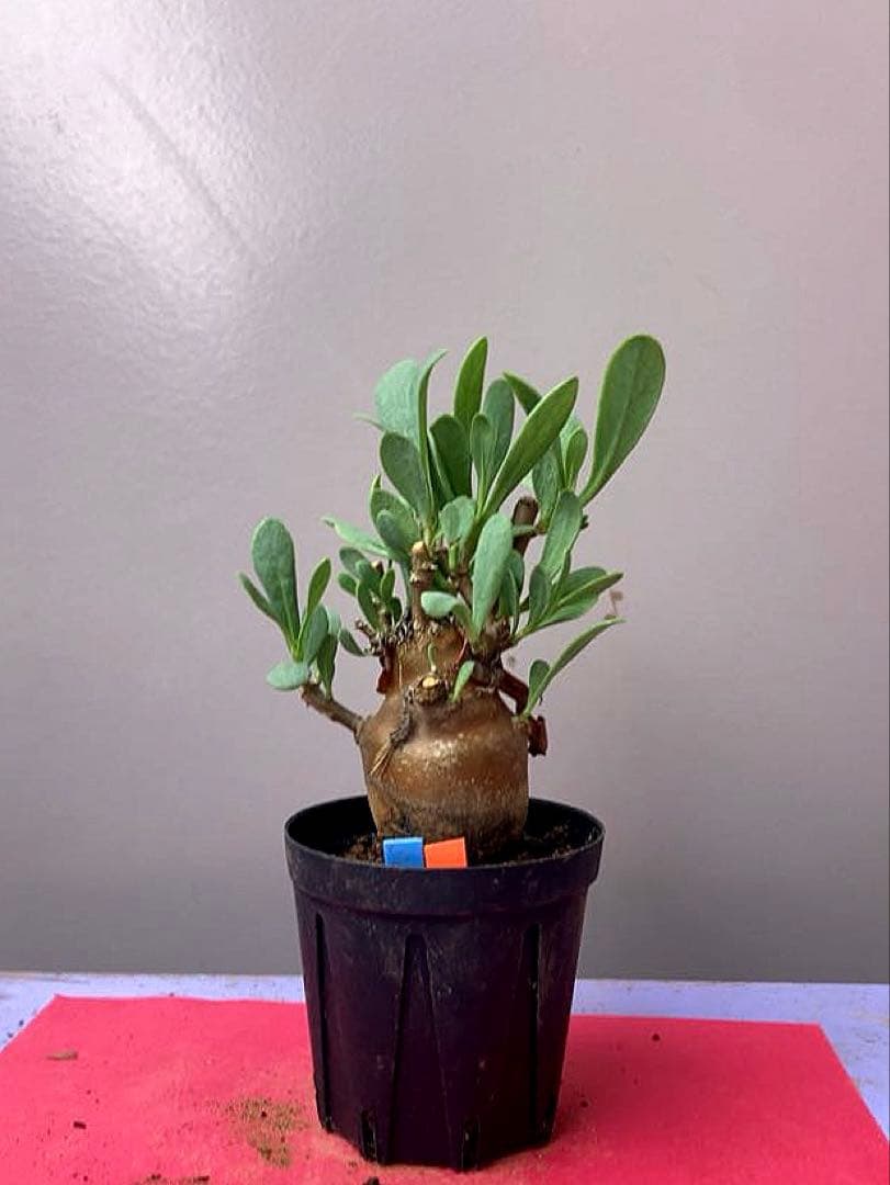 ohana様 リクエスト 3点 まとめ商品