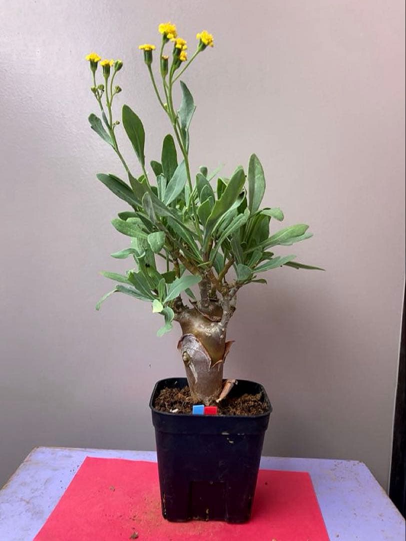 ohana様 リクエスト 3点 まとめ商品