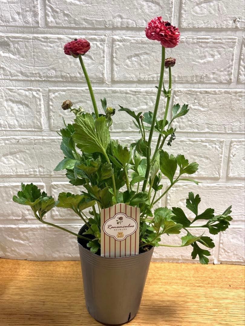 ジャイラナンキュラスラックス♡イカロス♡3.5号ロング3点♡メルカリ便