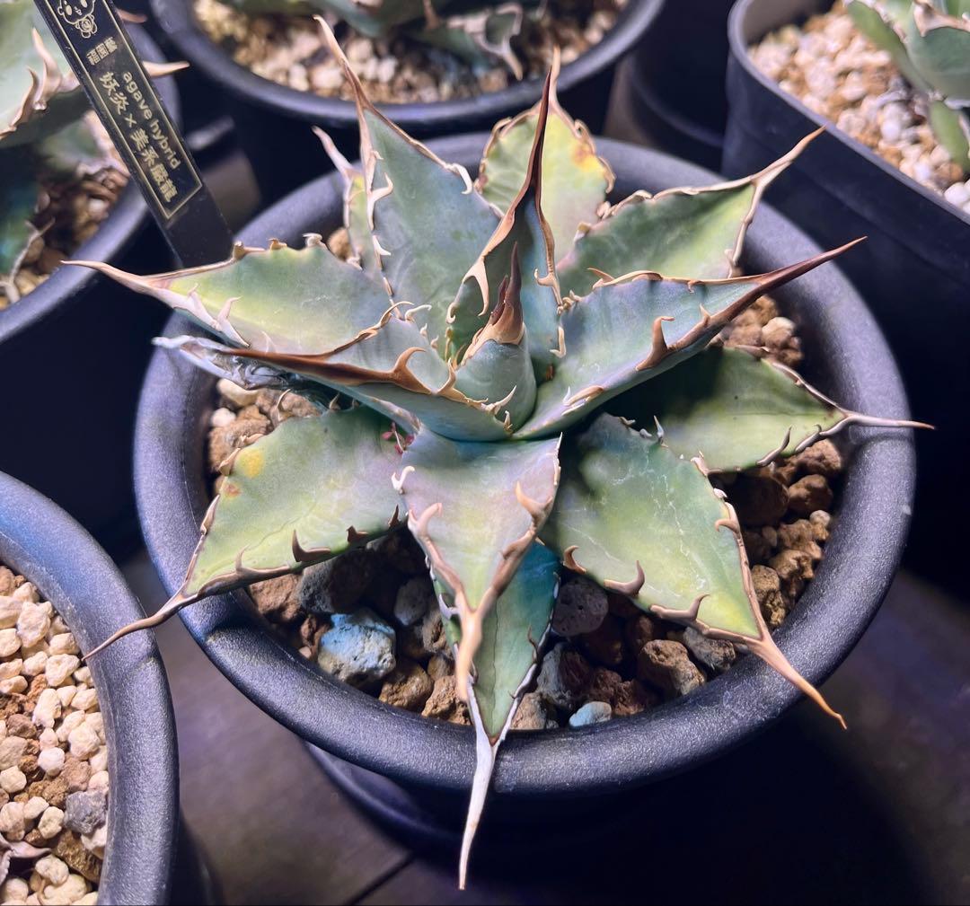 やーまん太郎 アガべ ハイブリッド エボリスピナ×美系厳龍 福園藝産