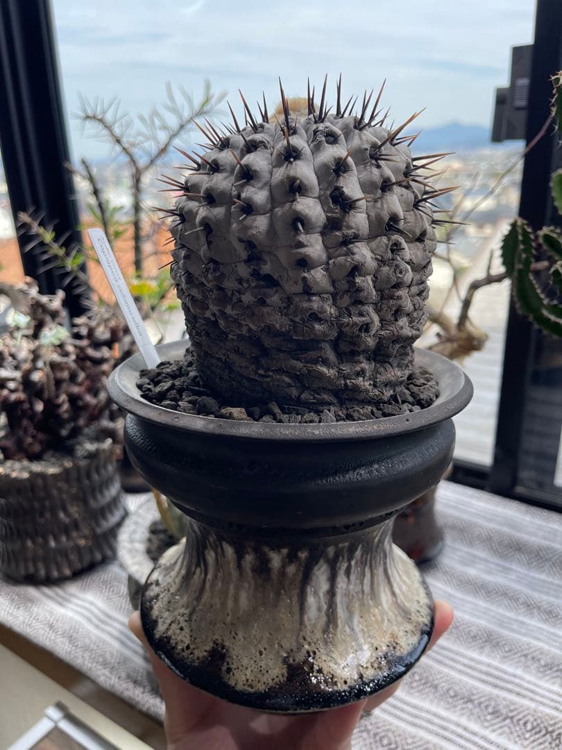 コピアポア シネレア アルバム 孤竜丸