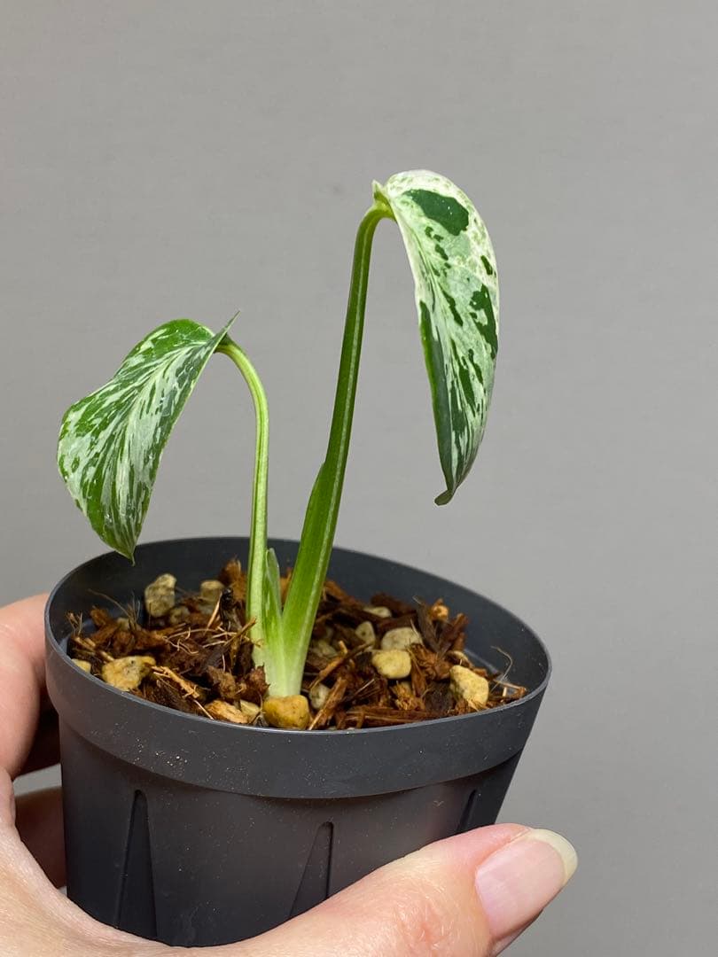 将来有望株‼️】モンステラ デリシオーサ バルバソー フシギダネ