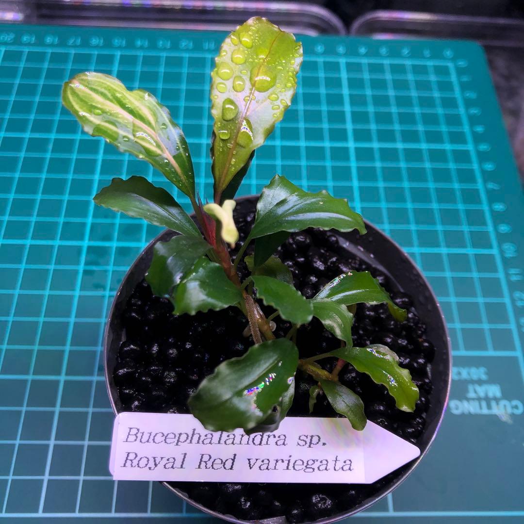 Bucephalandra sp.royal red variegata ブセ - メルカリ
