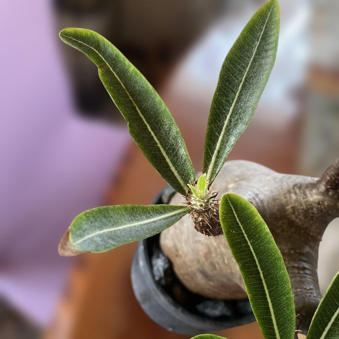 グラキリス大きめ現地球