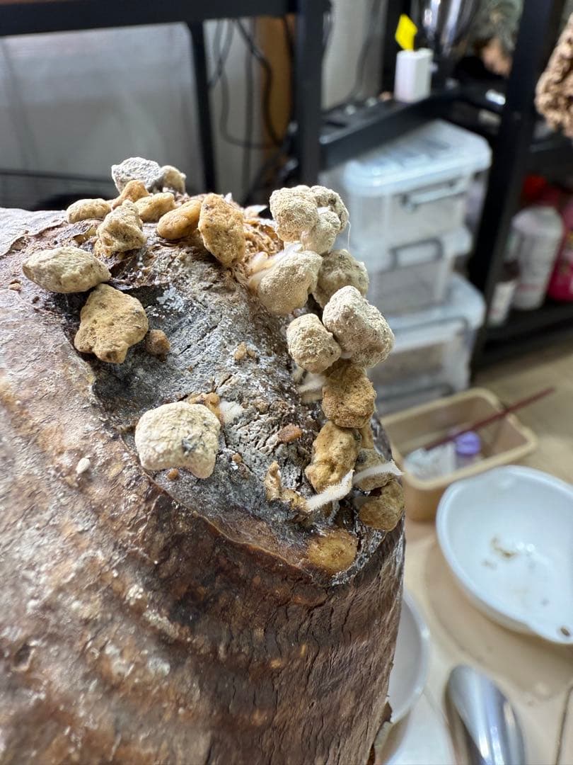 k*h様 パキポディウムグラキリス　現地球