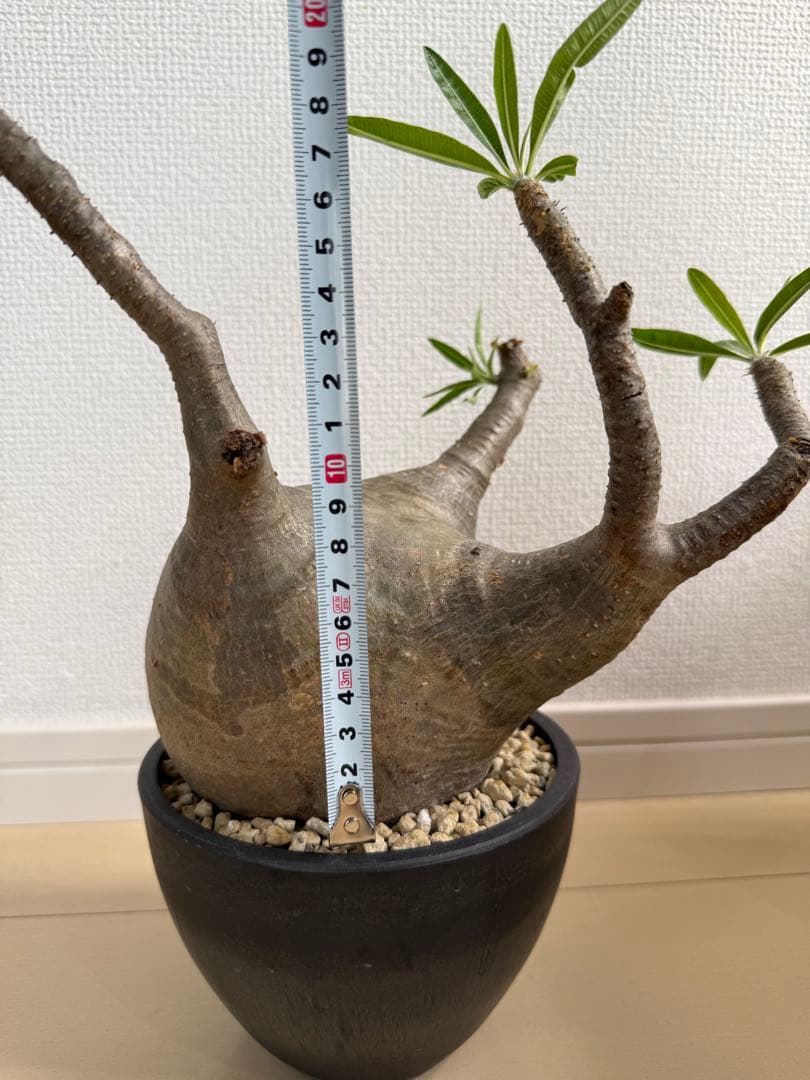 k*h様 パキポディウムグラキリス　現地球