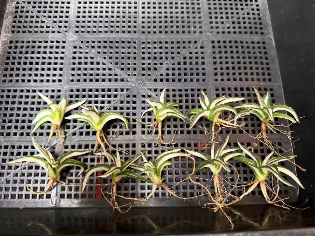 m*u様 45多肉植物アガベ 笹の雪丸叶氷山 変異錦 白中斑 鲜明錦 極上美