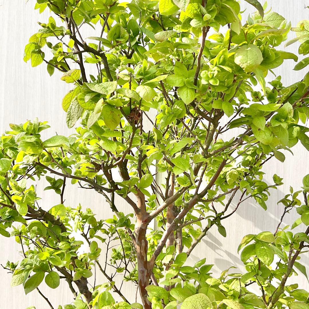 xcionhiryuさん専用　アラゲナツハゼ　希少品種　/236