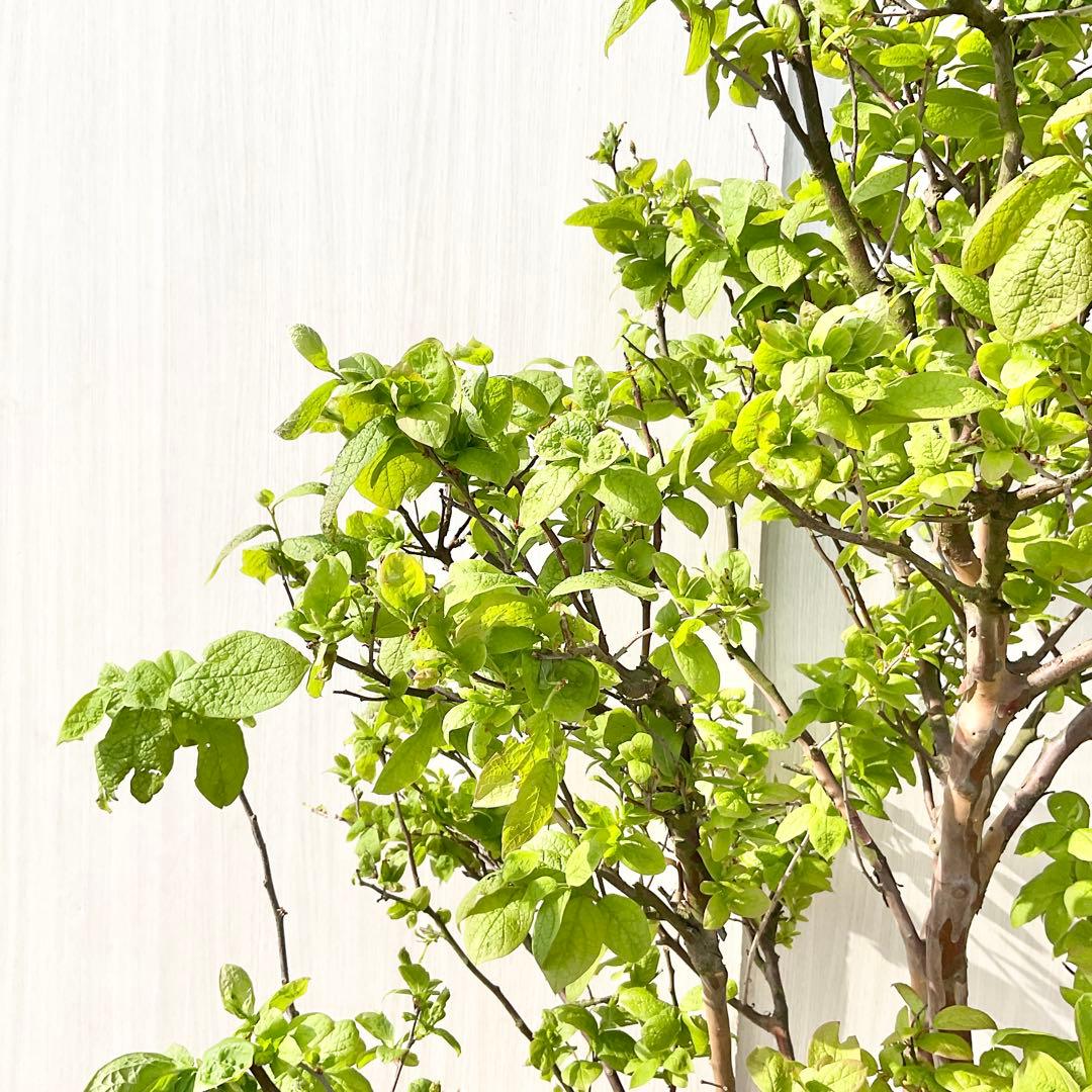 xcionhiryuさん専用　アラゲナツハゼ　希少品種　/236