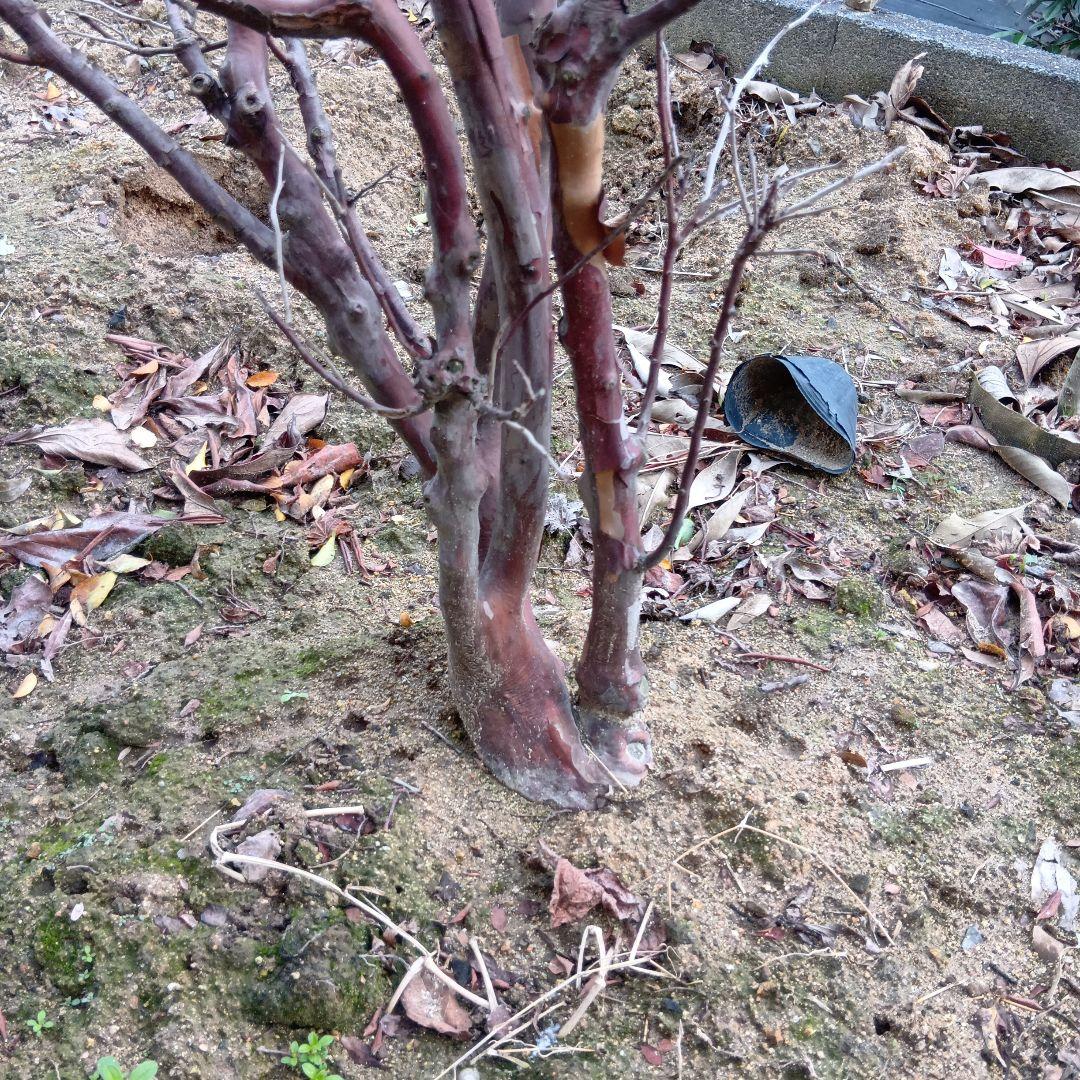 xcionhiryuさん専用　アラゲナツハゼ　希少品種　/236