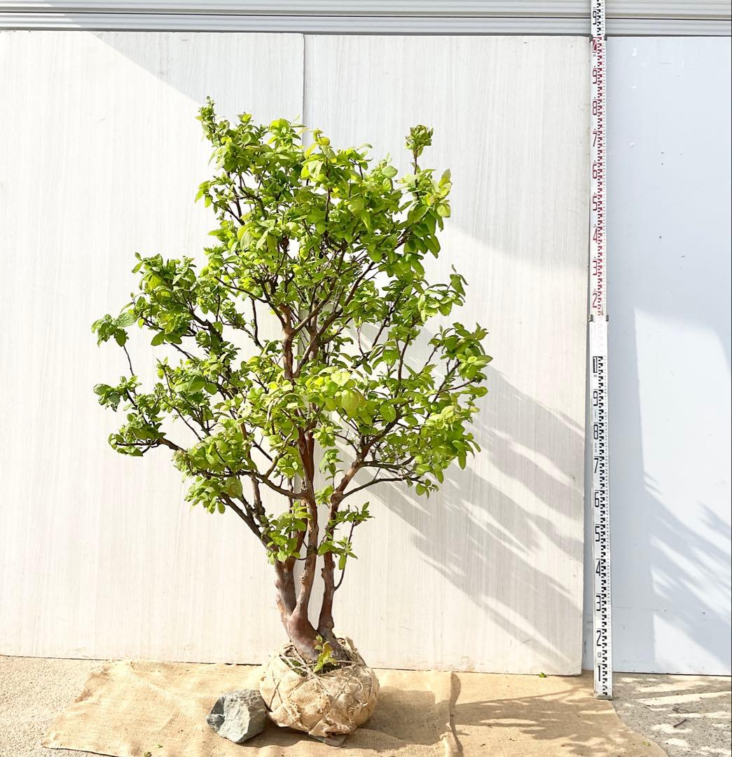 xcionhiryuさん専用　アラゲナツハゼ　希少品種　/236