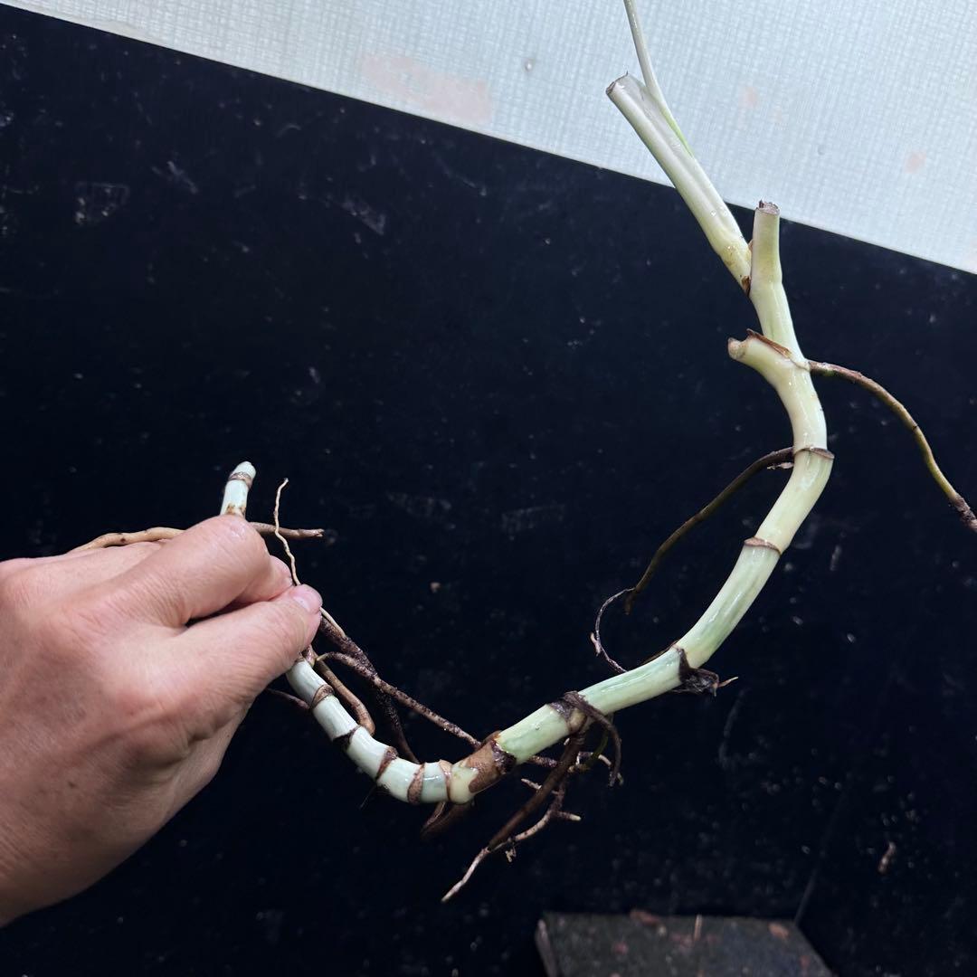 さ**様 斑入りモンステラホワイトタイガー大茎8株おまとめ