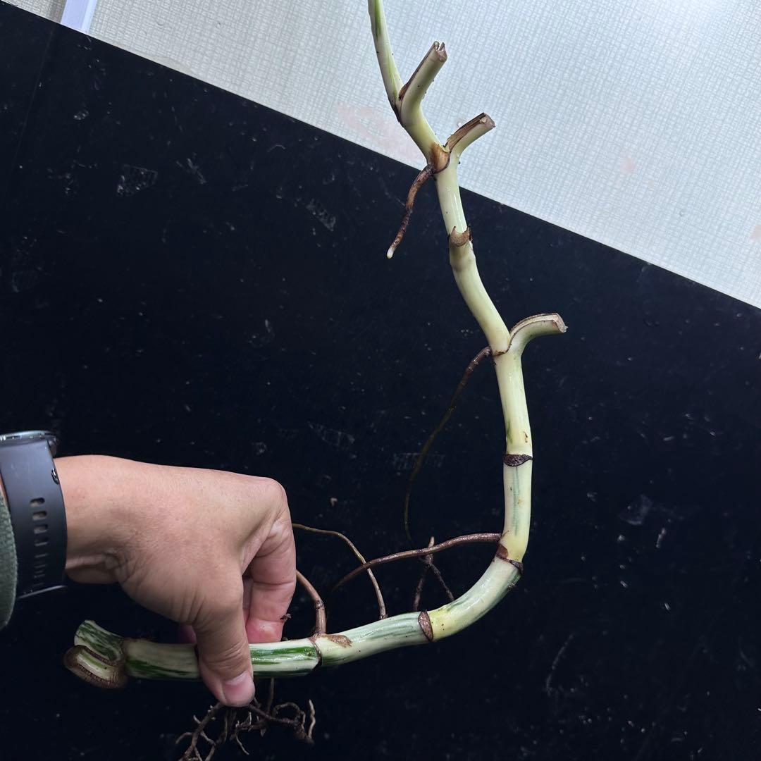 さ**様 斑入りモンステラホワイトタイガー大茎8株おまとめ