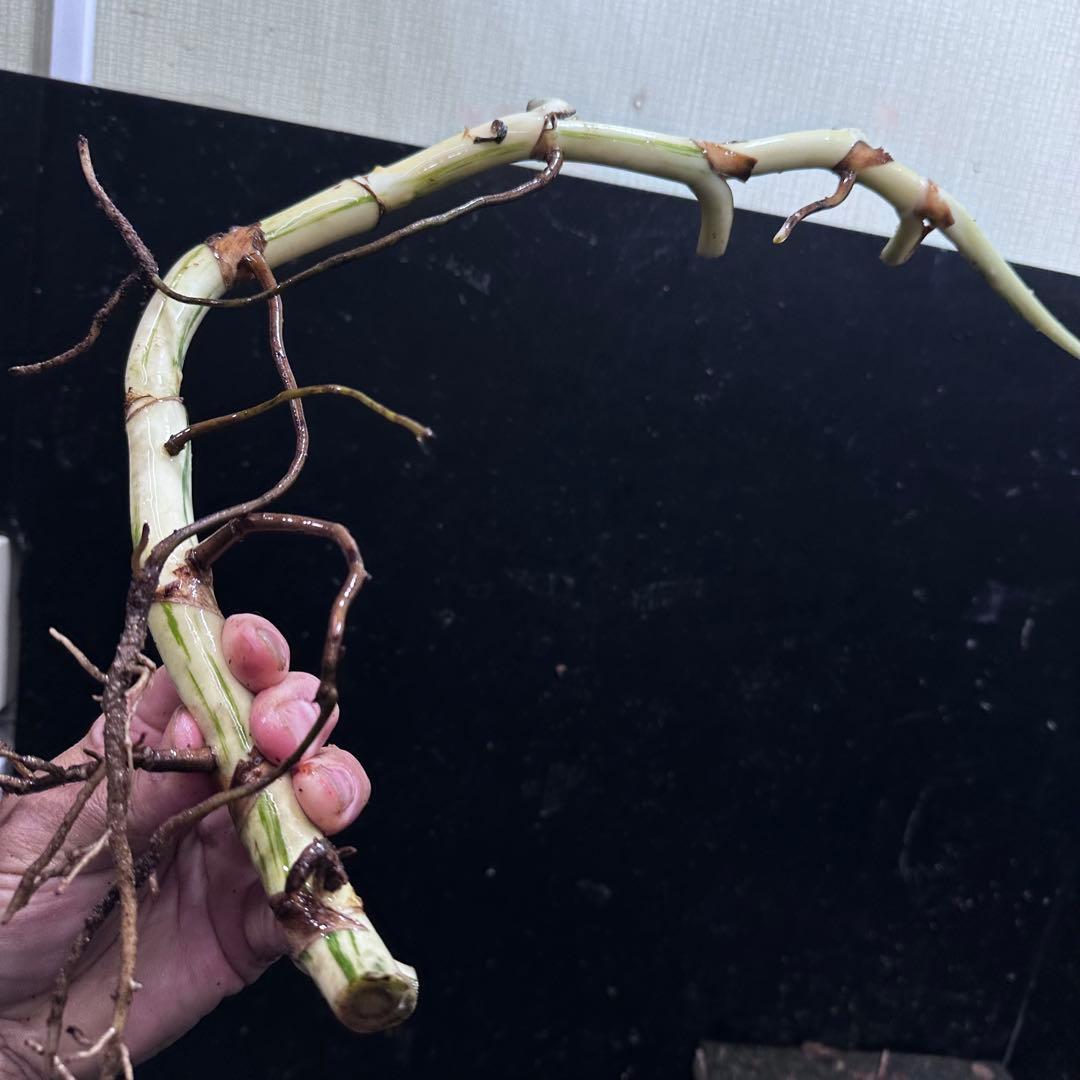 さ**様 斑入りモンステラホワイトタイガー大茎8株おまとめ