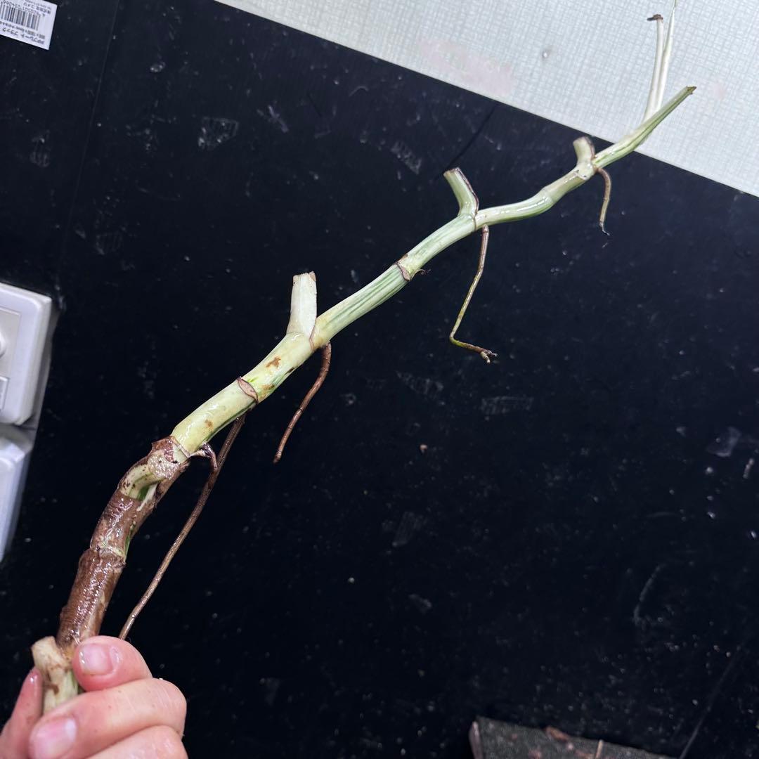 さ**様 斑入りモンステラホワイトタイガー大茎8株おまとめ