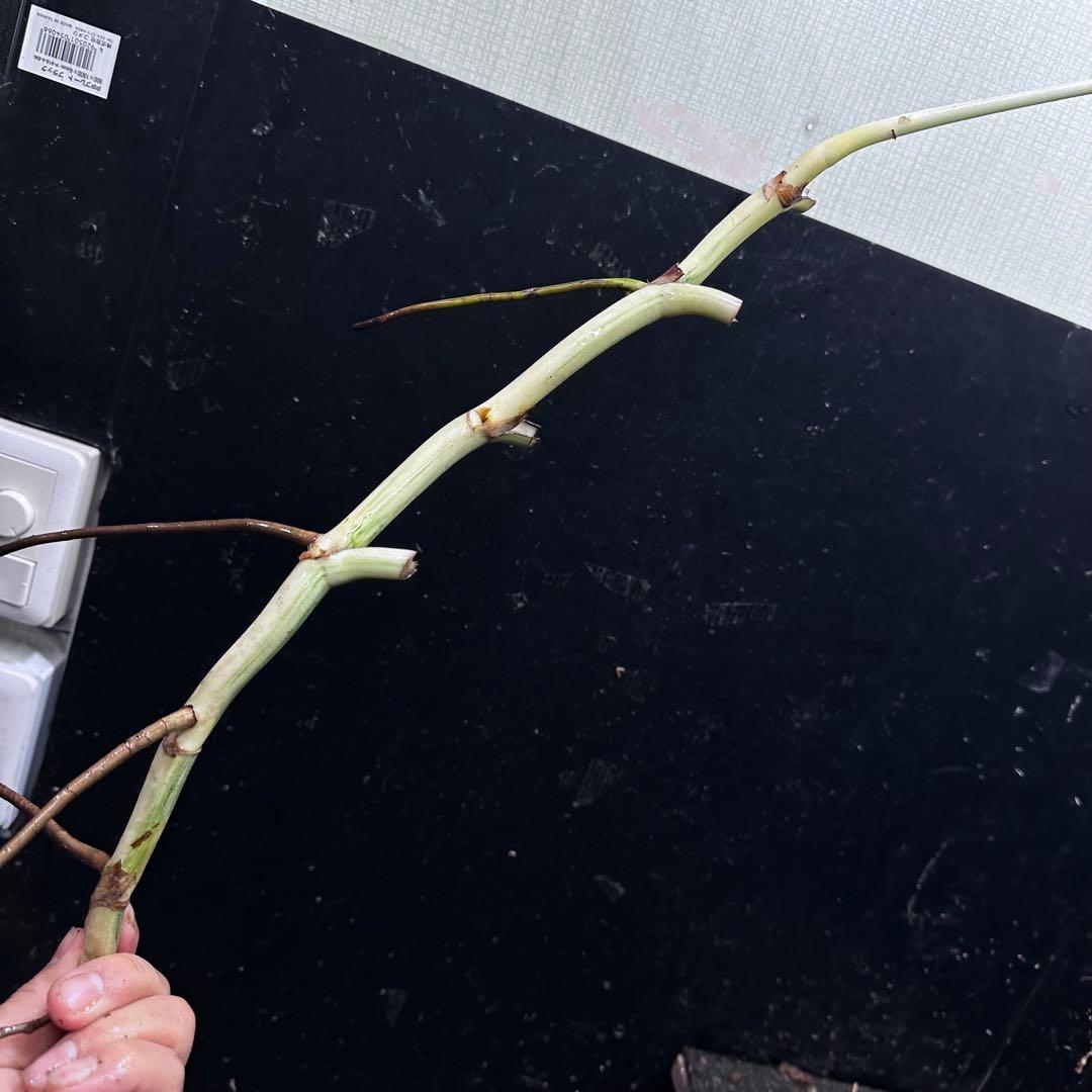 さ**様 斑入りモンステラホワイトタイガー大茎8株おまとめ