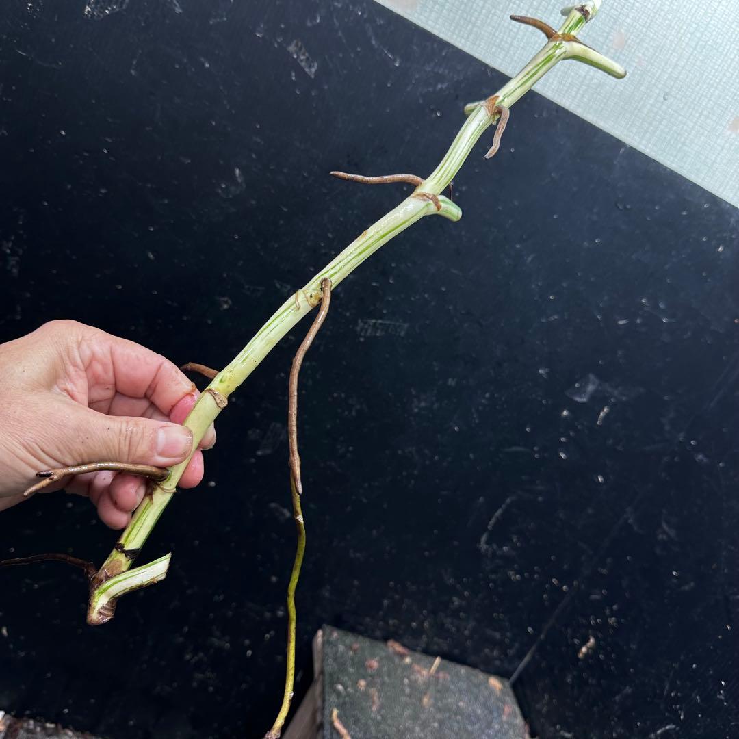 さ**様 斑入りモンステラホワイトタイガー大茎8株おまとめ