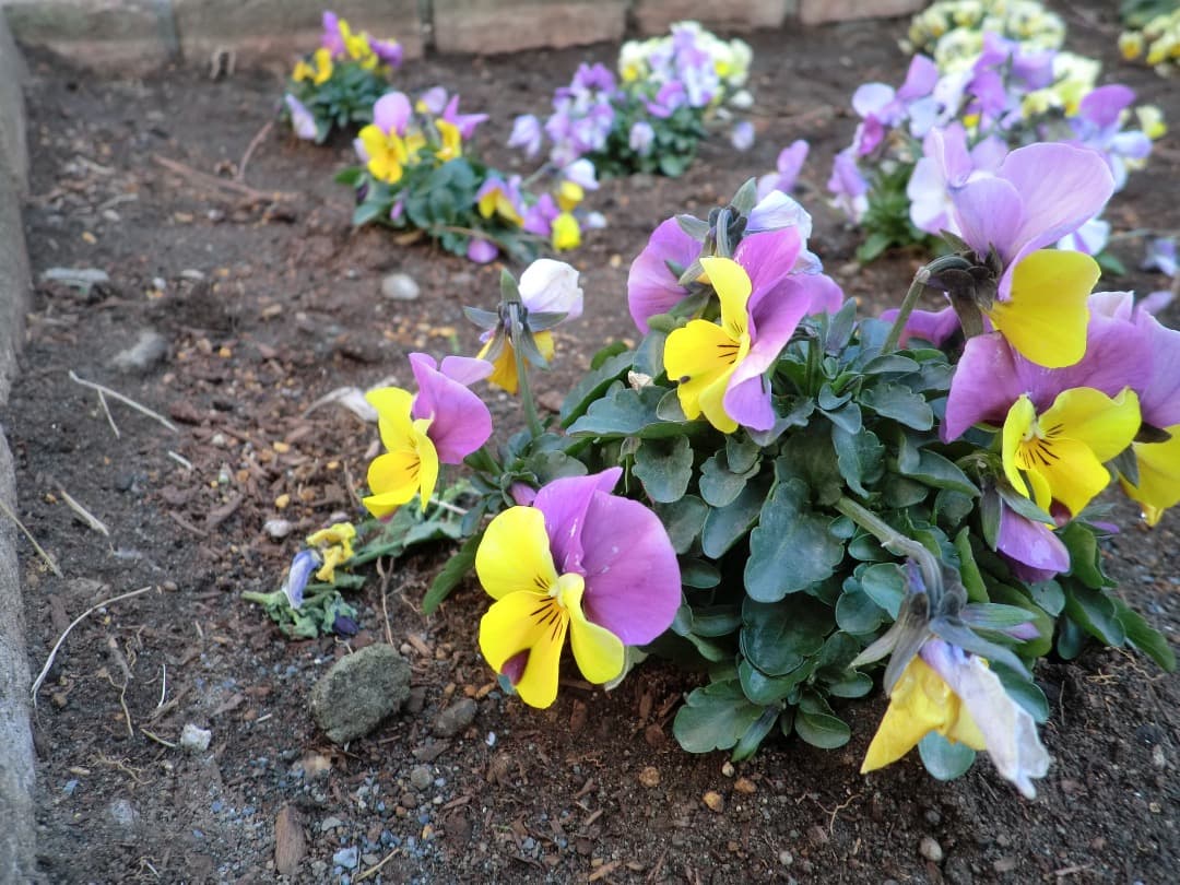 実写美⭕️外観美【動作確認済】CASIO EXILIM EX-Z2300　ゴールド