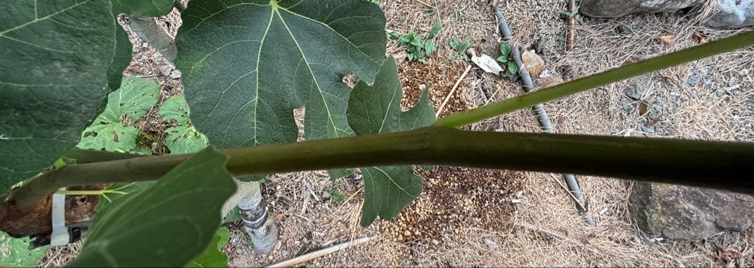 激ヤバ変態いらっしゃい Campaniere Mutant イチジク 穂木 苗 - メルカリ