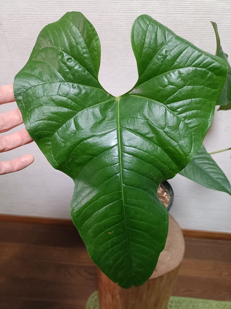 Anthurium Ivanportillae アンスリウムイヴァンポルティラエ