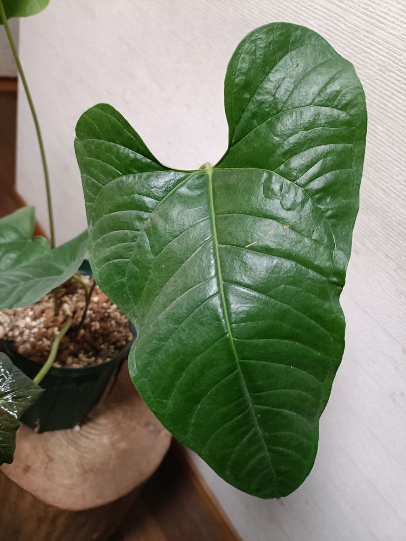 Anthurium Ivanportillae アンスリウムイヴァンポルティラエ