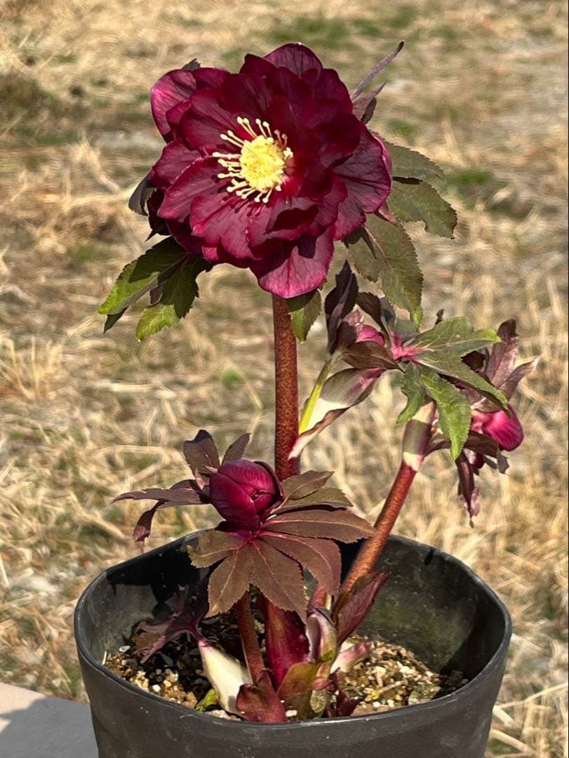 ヒ*イ様 ☘️蕾付き☘️2025年NO1赤☘️沢山新芽元気株❤️3267⭐️極上