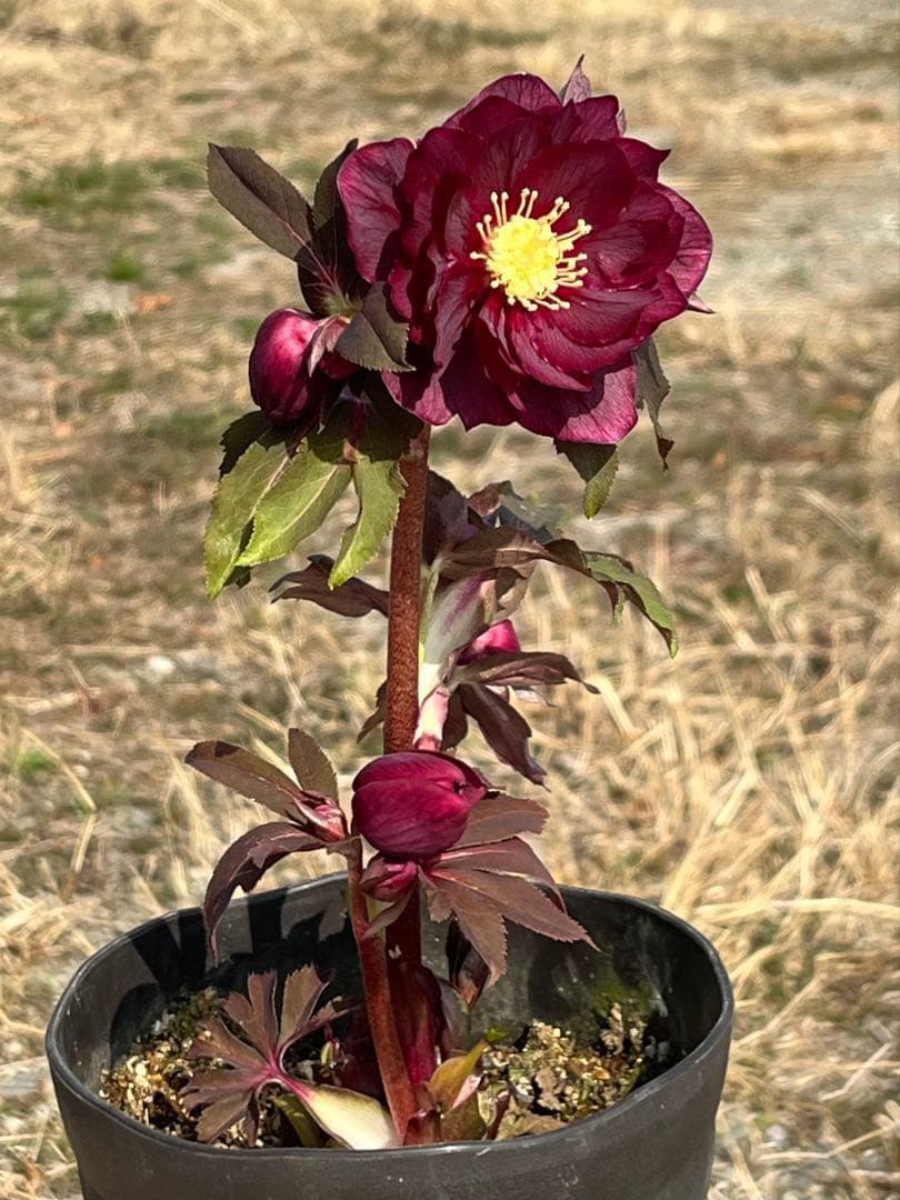 ヒ*イ様 ☘️蕾付き☘️2025年NO1赤☘️沢山新芽元気株❤️3267⭐️極上