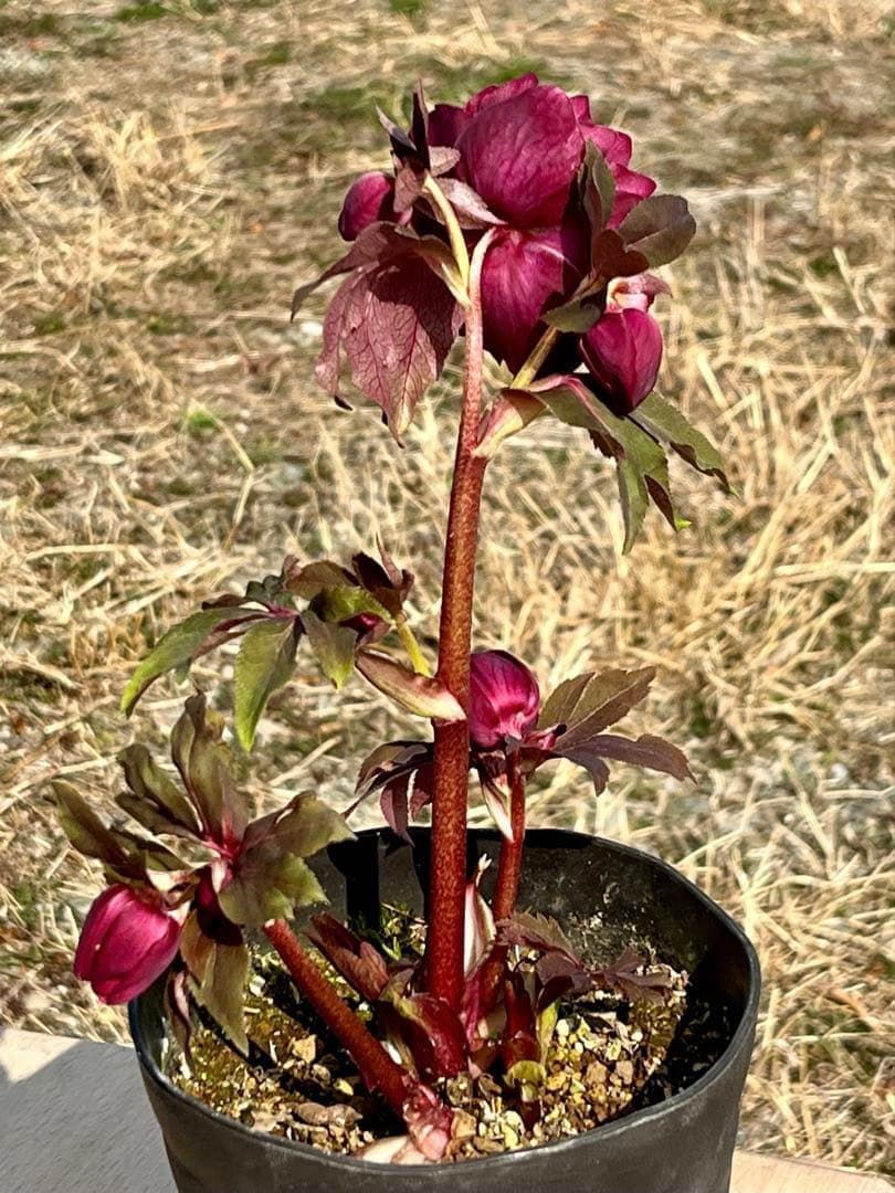 ヒ*イ様 ☘️蕾付き☘️2025年NO1赤☘️沢山新芽元気株❤️3267⭐️極上