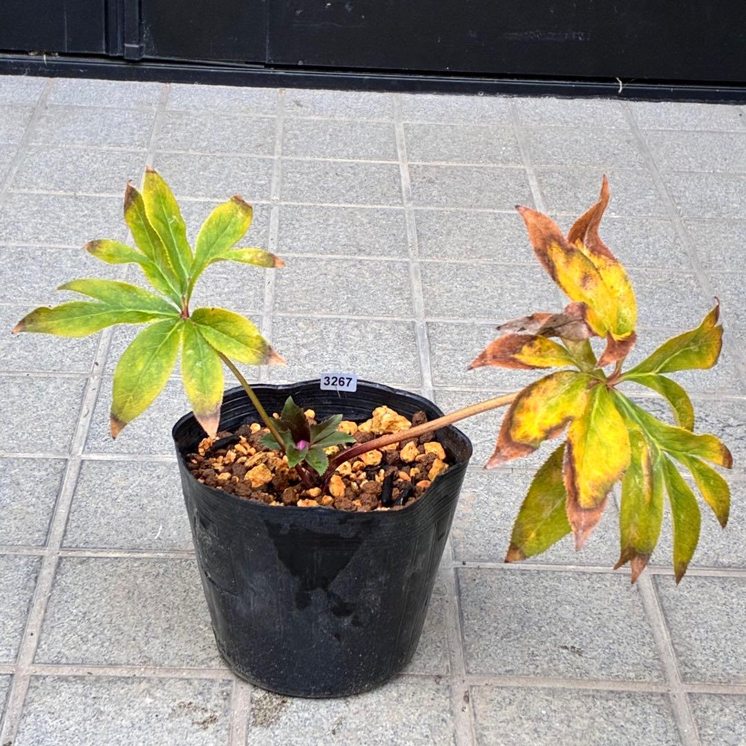 ヒ*イ様 ☘️蕾付き☘️2025年NO1赤☘️沢山新芽元気株❤️3267⭐️極上