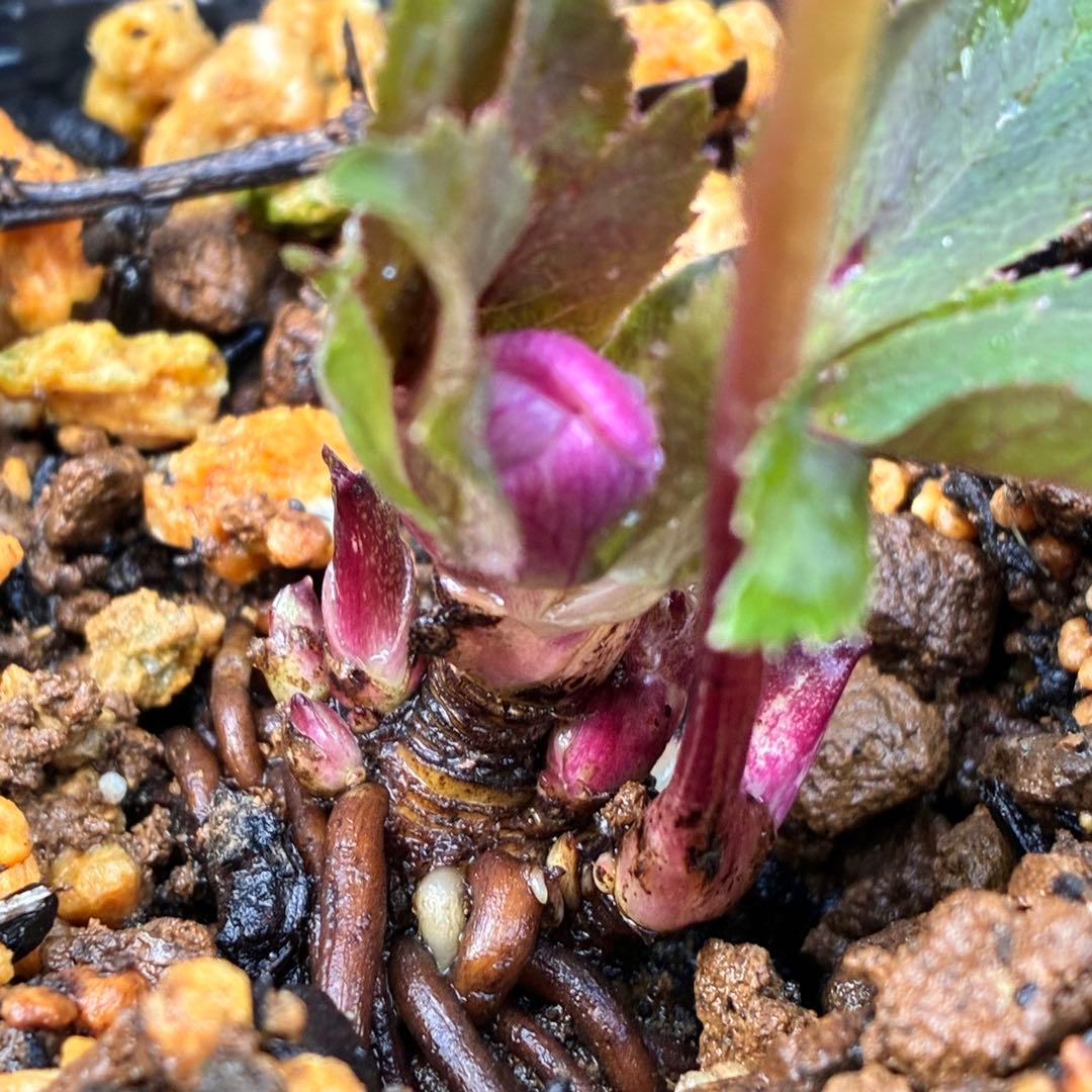 ヒ*イ様 ☘️蕾付き☘️2025年NO1赤☘️沢山新芽元気株❤️3267⭐️極上