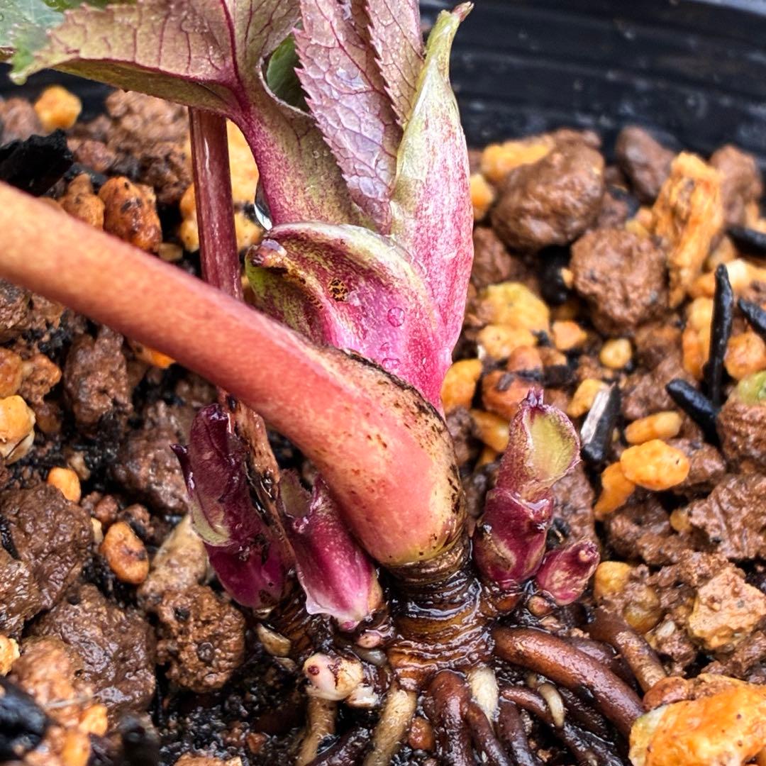 ヒ*イ様 ☘️蕾付き☘️2025年NO1赤☘️沢山新芽元気株❤️3267⭐️極上