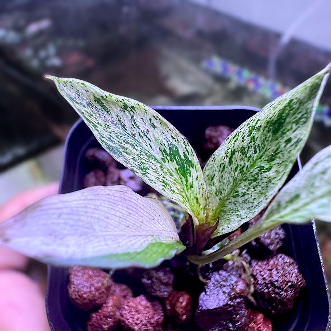 み*！様 ブセファランドラ（斑入り株）Bucephalandra Pipto と