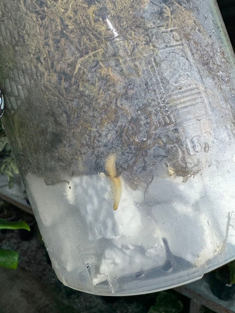 s*s様 1モンステラ　タイコンステレーション　スターライト