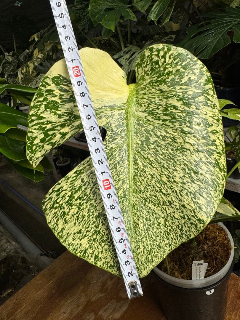 s*s様 1モンステラ　タイコンステレーション　スターライト